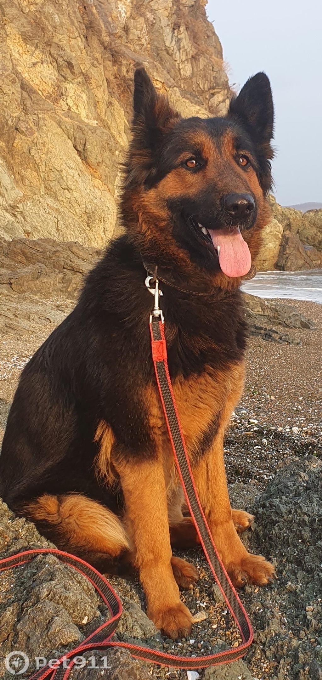 Пропала собака в Владивостоке — фото объявления