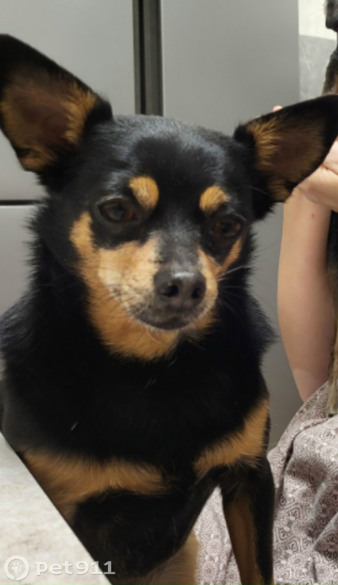 Пропала собака в Владивостоке — фото объявления