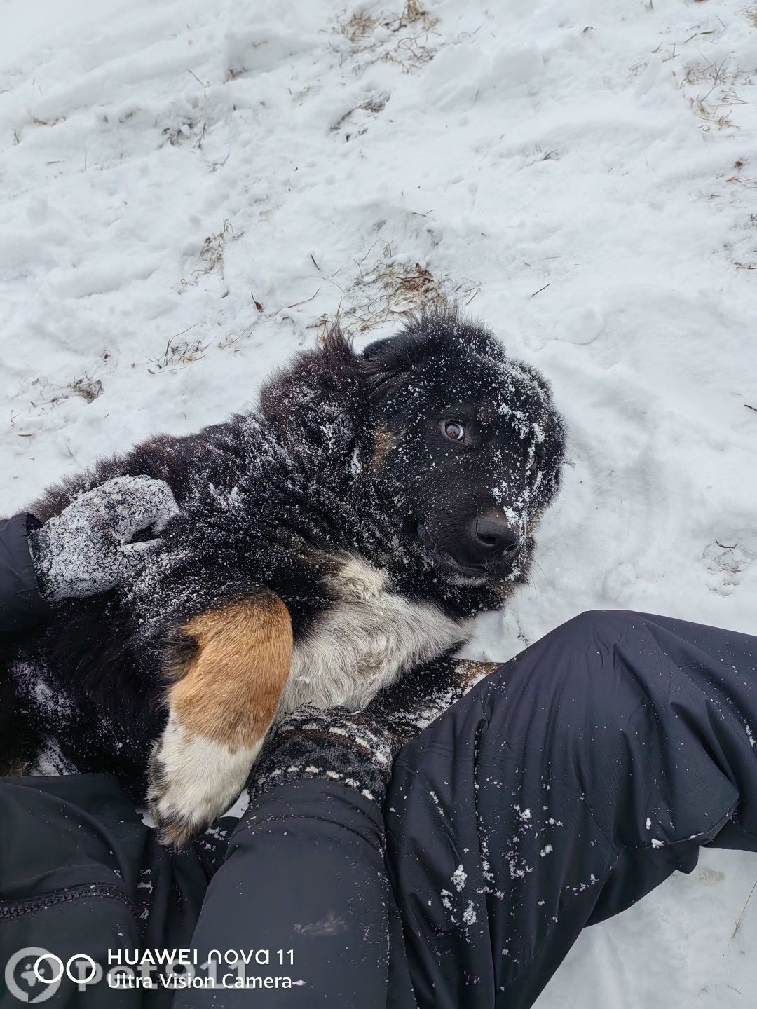 Пропала собака в Владивостоке — фото объявления