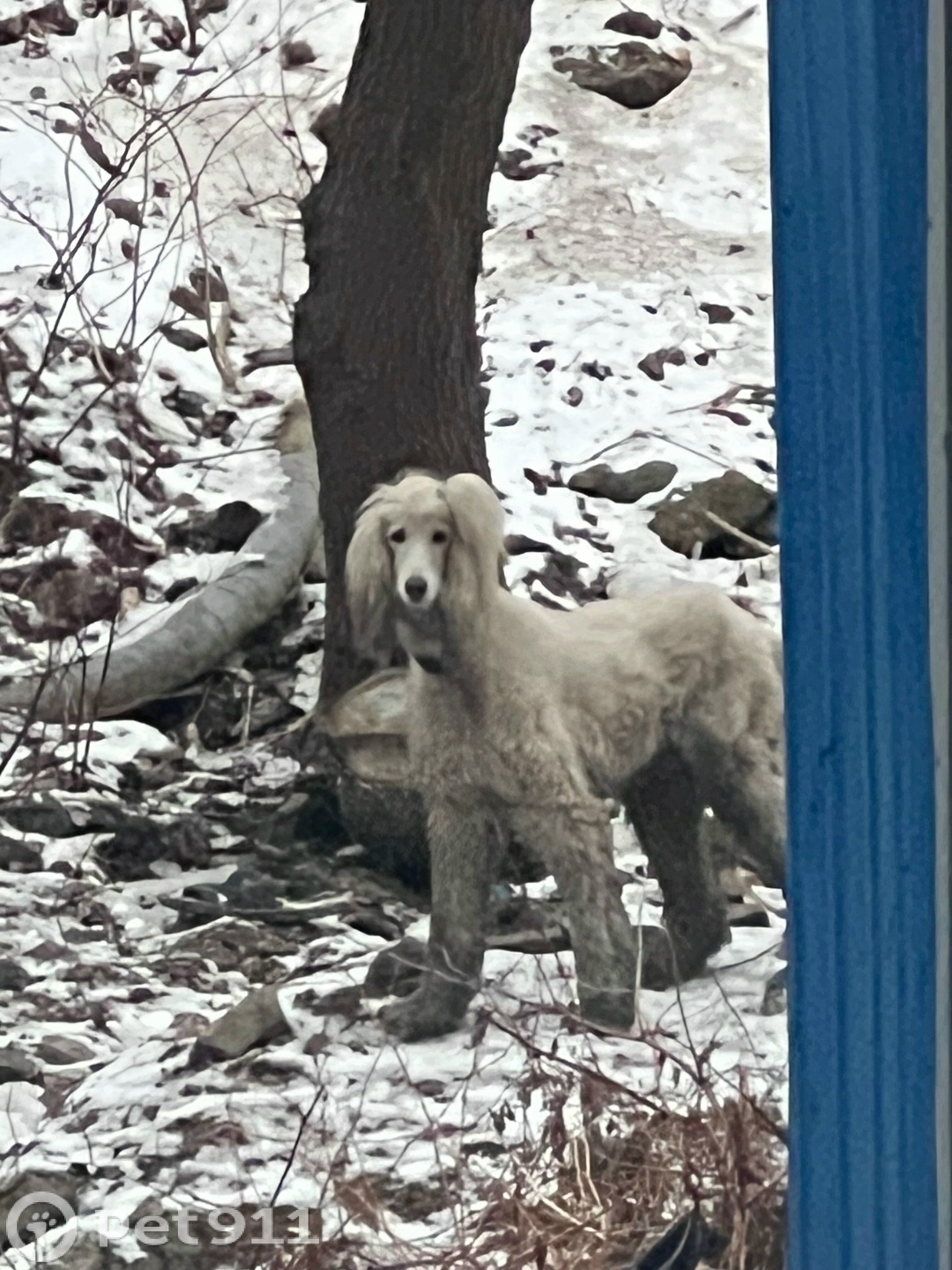 Найдена собака в Владивостоке — фото объявления