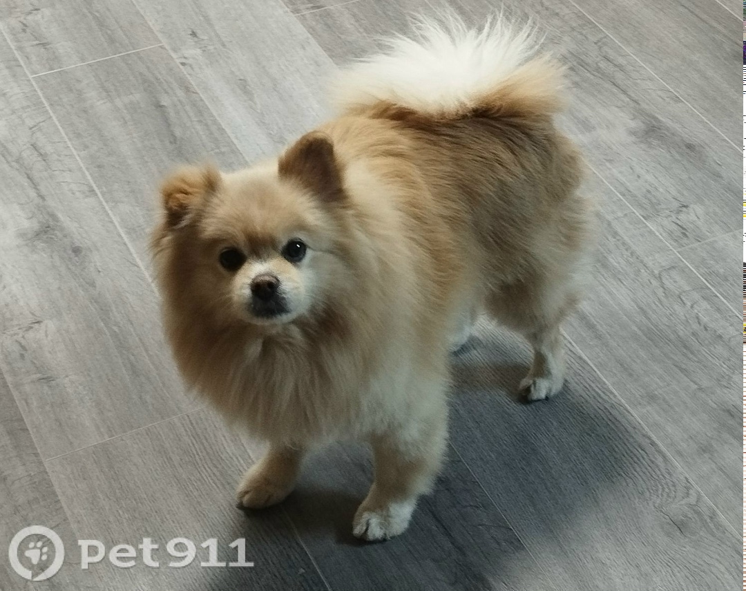 Пропала собака в Владивостоке — фото объявления