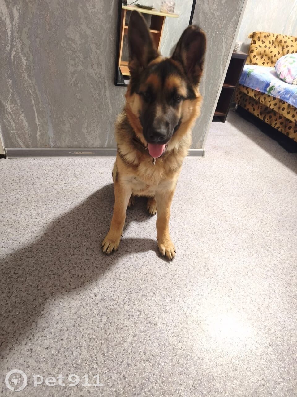 Пропала собака в Владивостоке — фото объявления