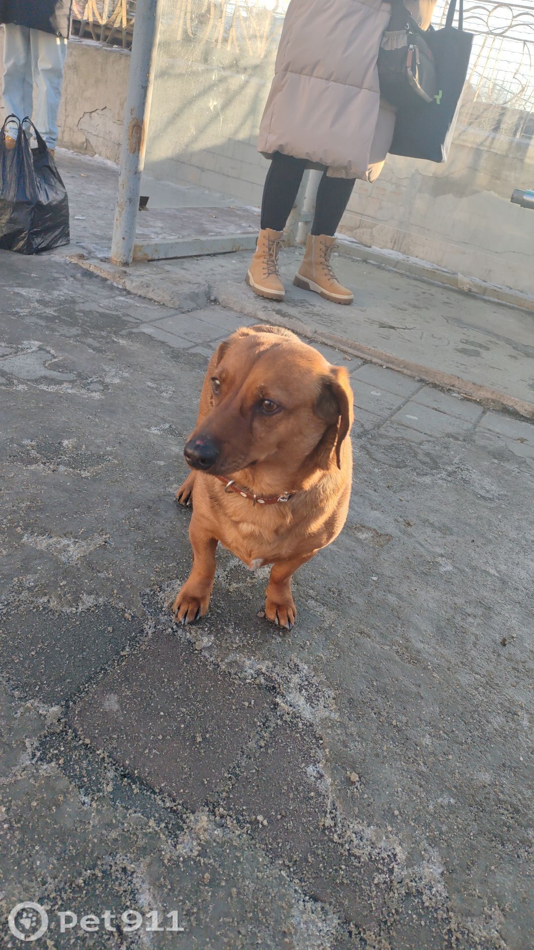 Найдена собака в Владивостоке — фото объявления