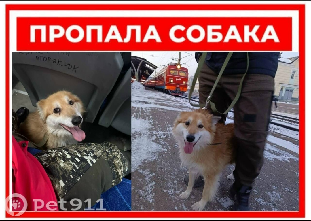 Пропала собака в Владивостоке — фото объявления