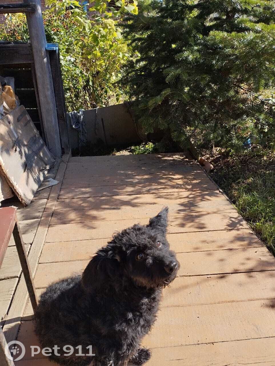 Пропала собака в Владивостоке — фото объявления