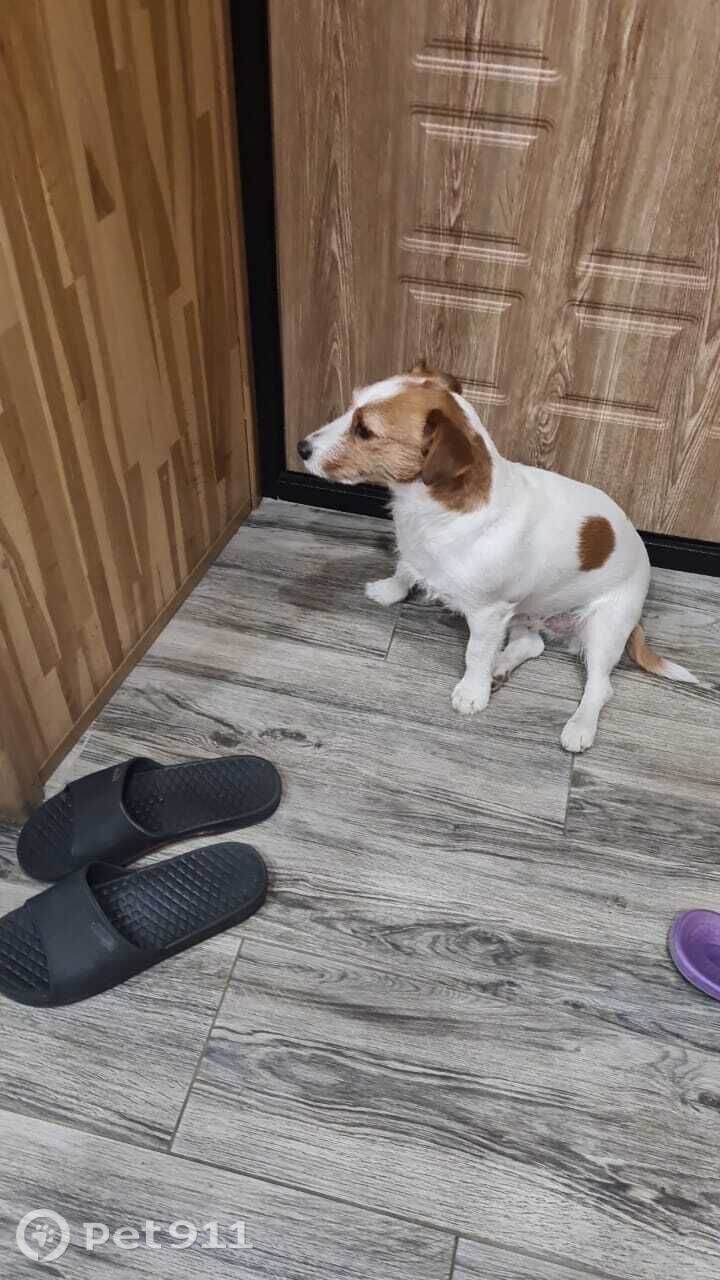 Найдена собака в Владивостоке — фото объявления