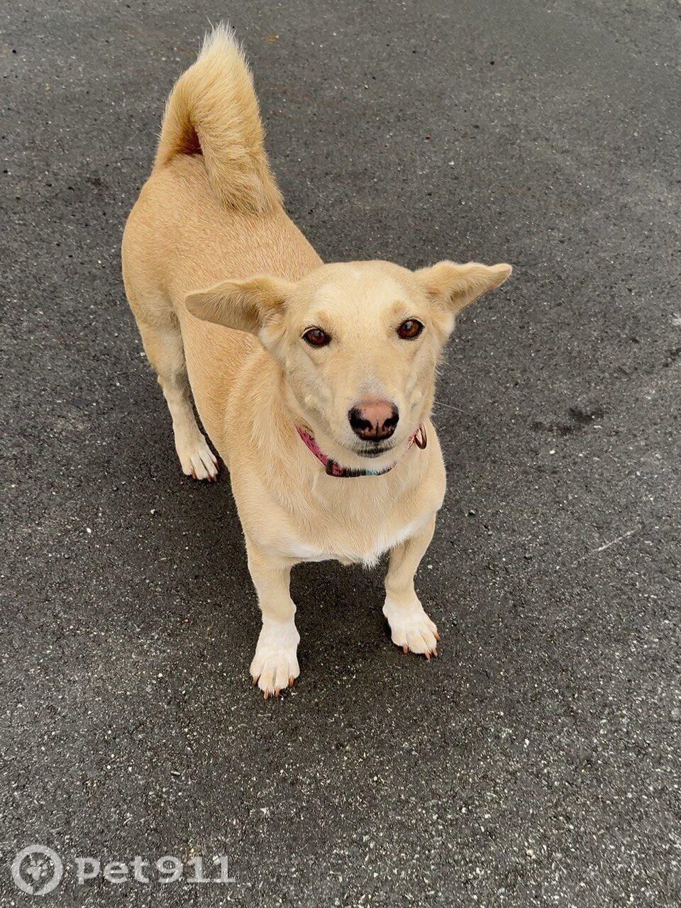 Пропала собака в Владивостоке — фото объявления