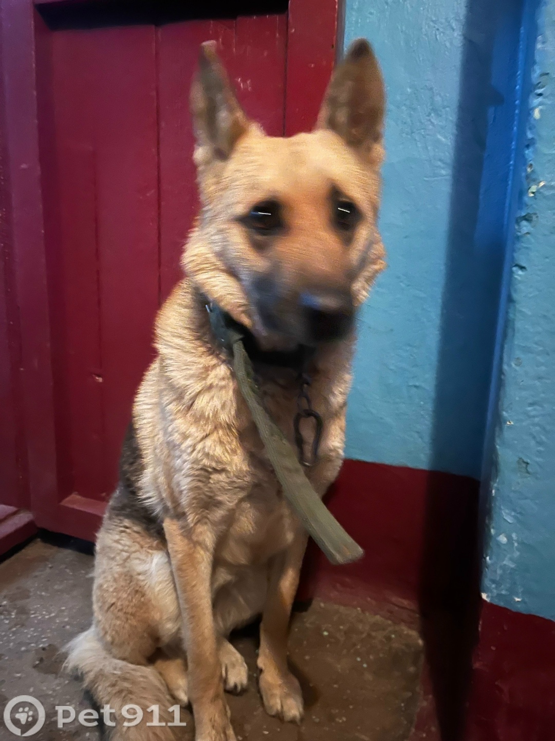 Найдена собака в Владивостоке — фото объявления