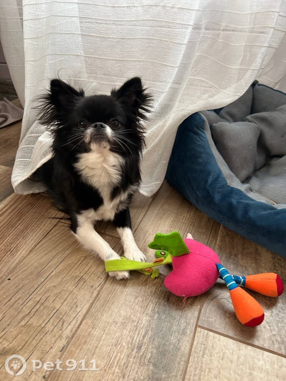 Пропала собака в Владивостоке — фото объявления