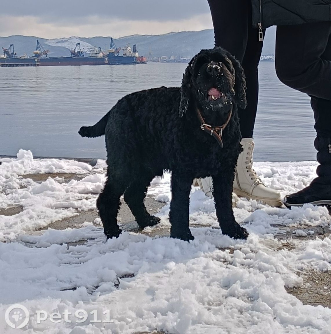 Пропала собака в Владивостоке — фото объявления