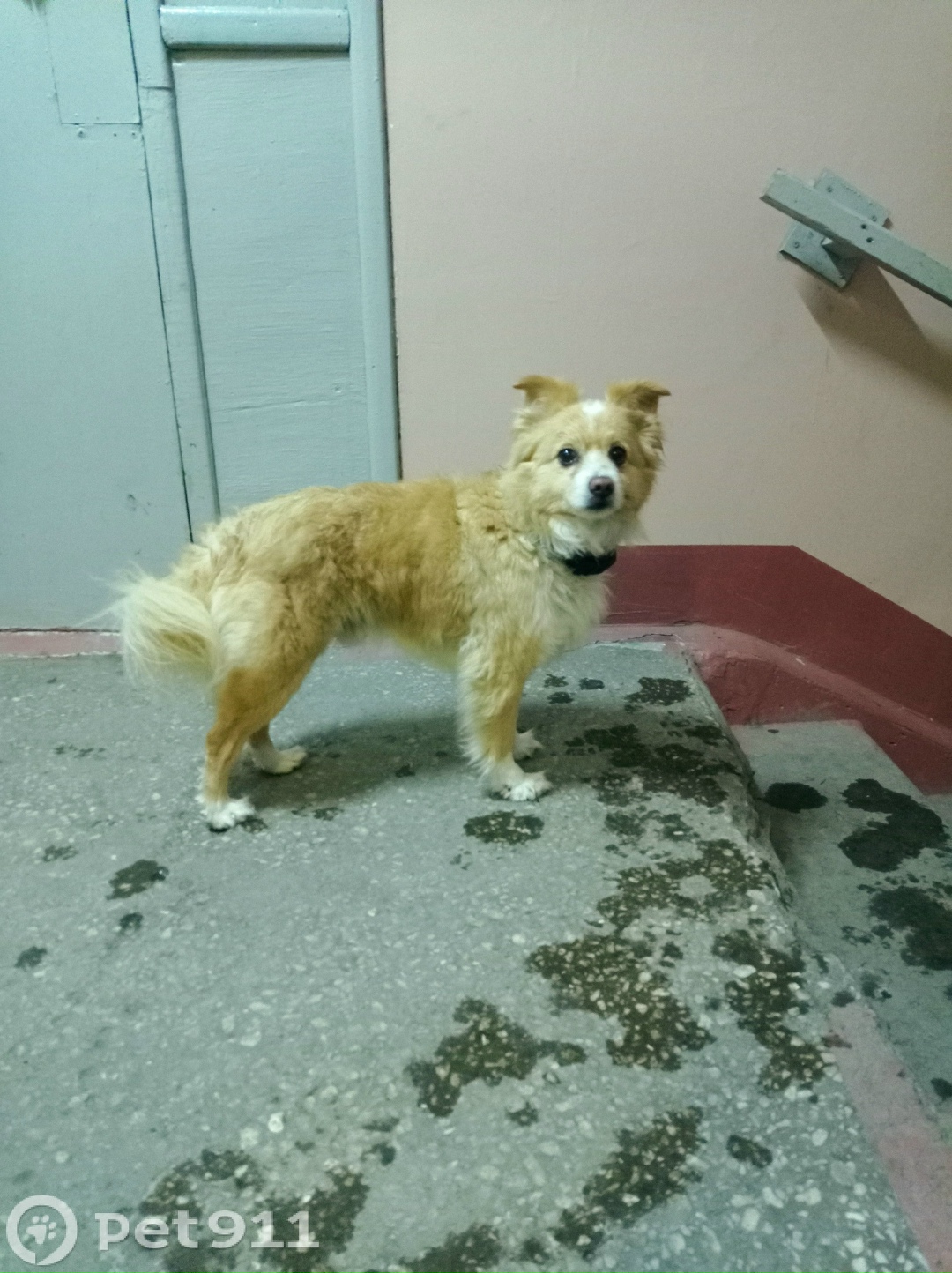 Найдена собака в Владивостоке — фото объявления