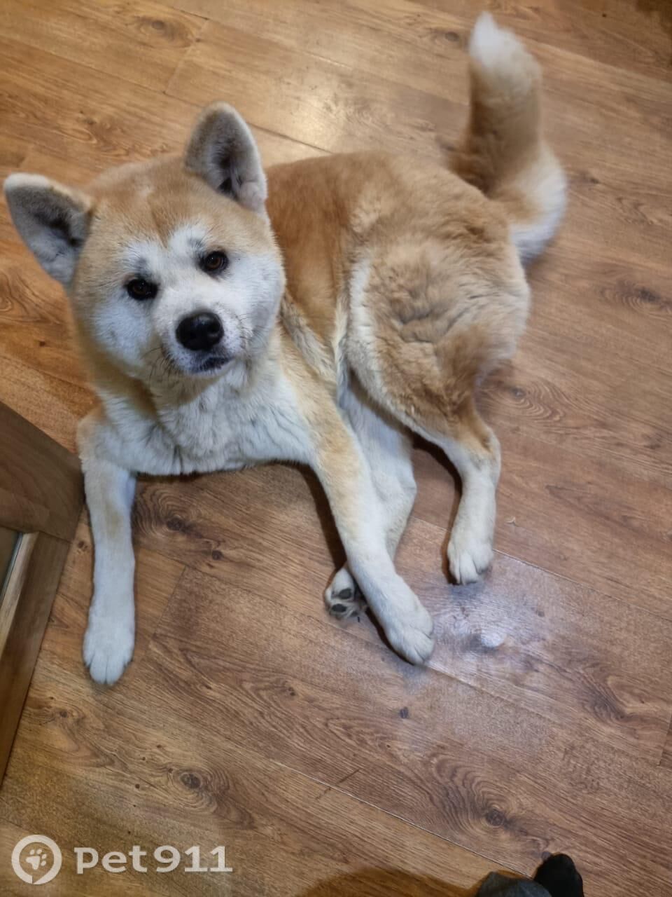 Пропала собака в Владивостоке — фото объявления