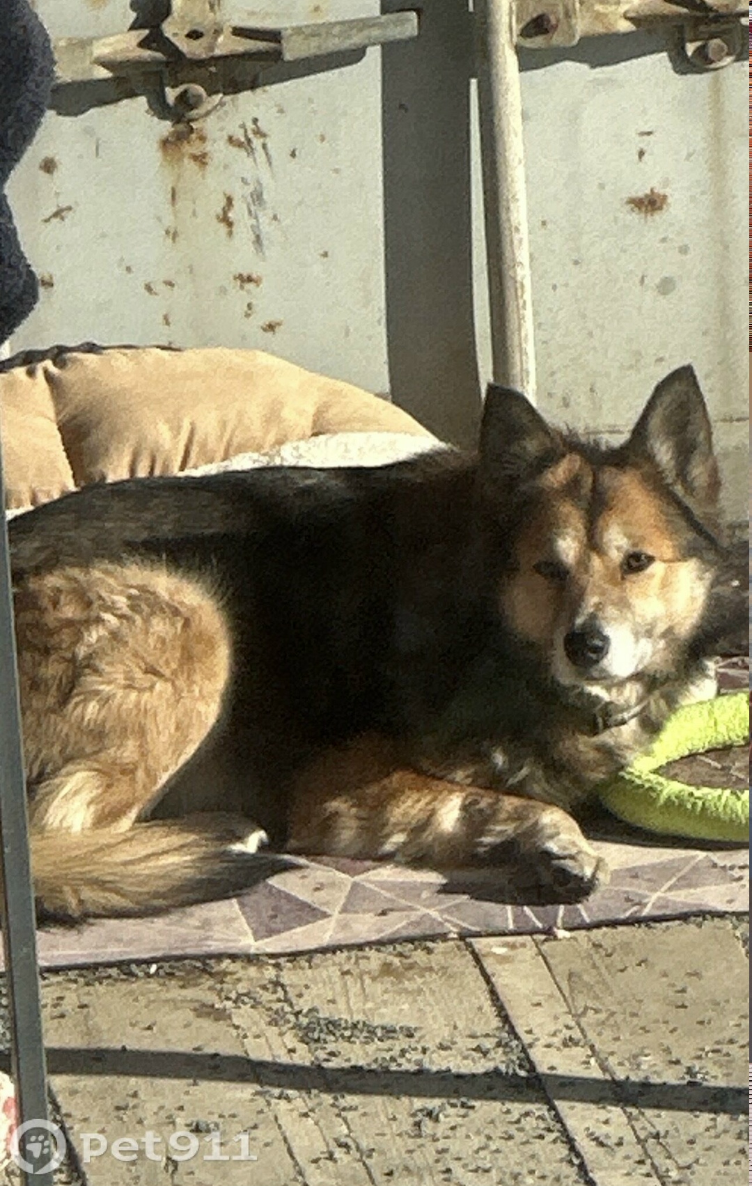 Найдена собака в Владивостоке — фото объявления