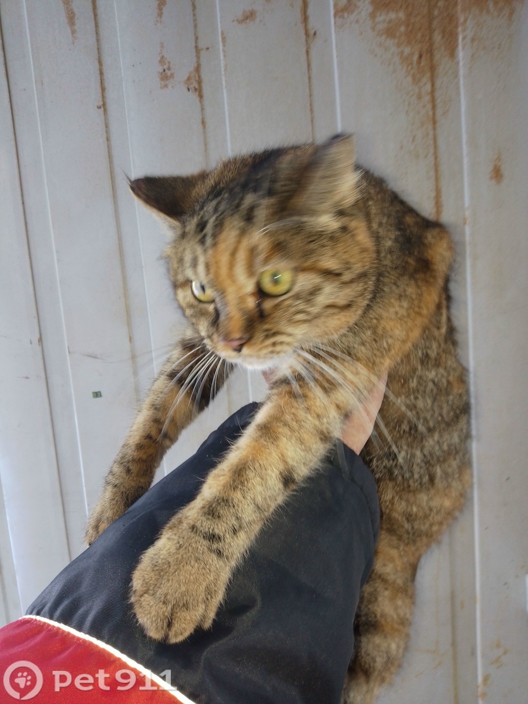 Найдена кошка в Владивостоке — фото объявления