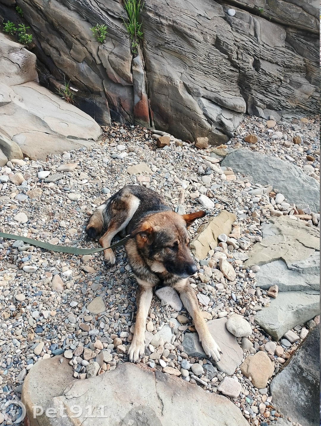 Пропала собака в Владивостоке — фото объявления
