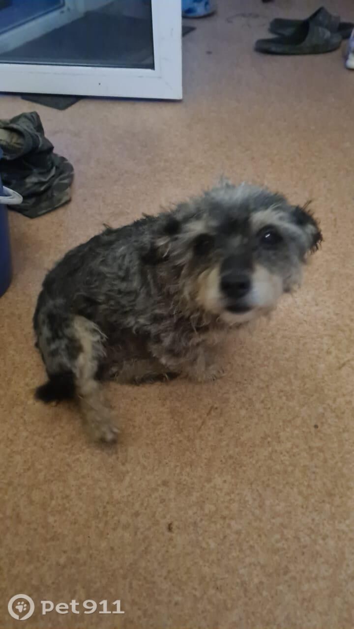 Пропала собака в Владивостоке — фото объявления