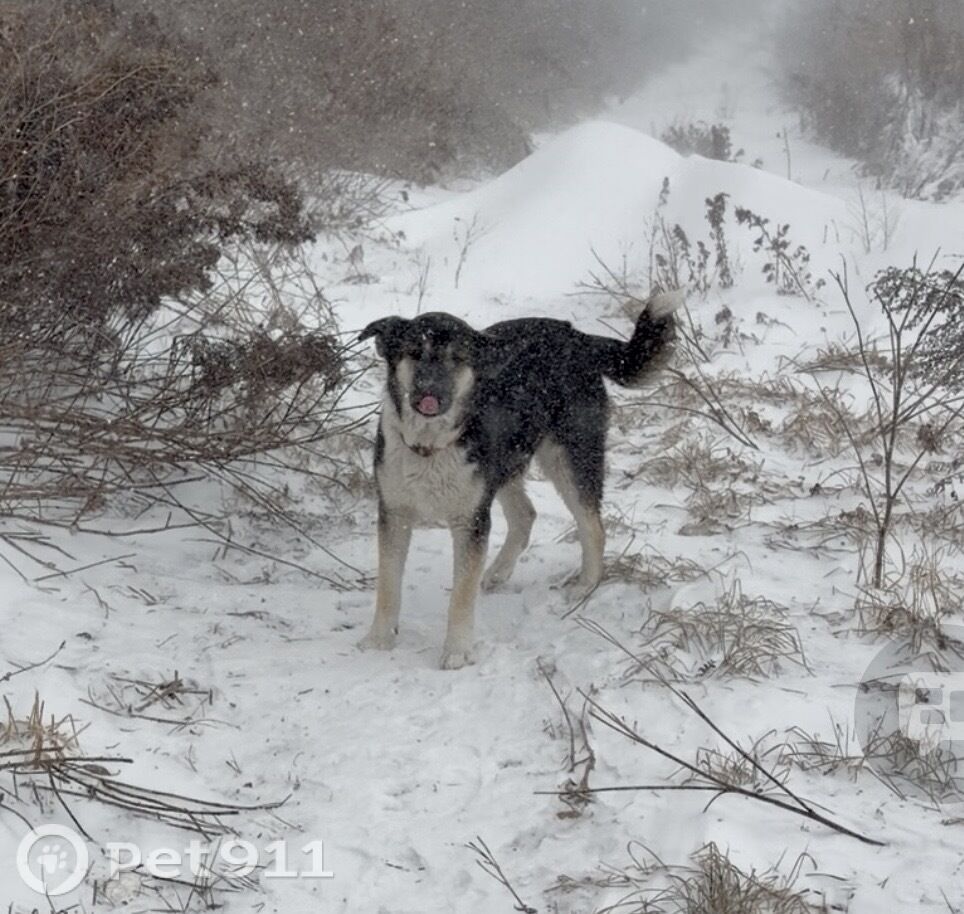 Найдена собака в Владивостоке — фото объявления