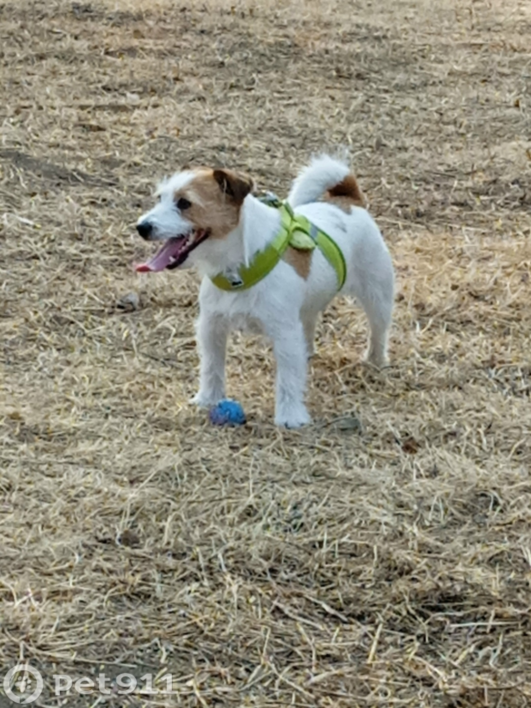 Пропала собака в Владивостоке — фото объявления