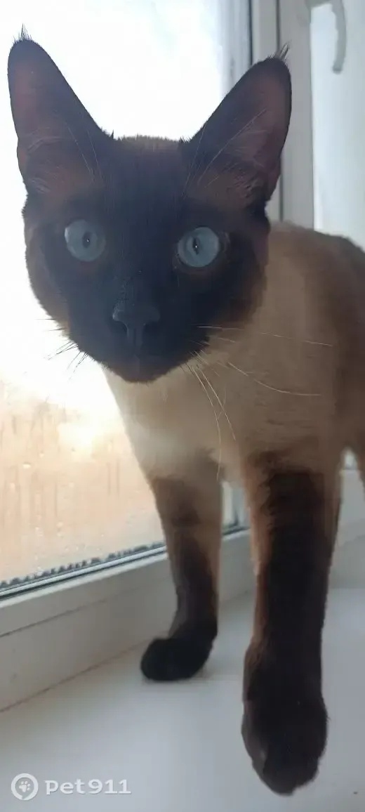 Найдена кошка в Владивостоке — фото объявления