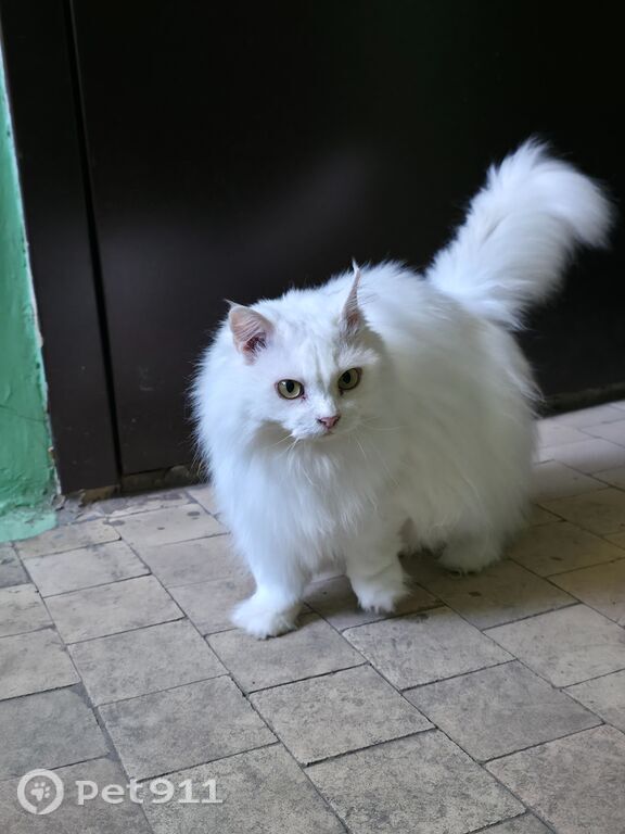 Найдена кошка в Владивостоке — фото объявления