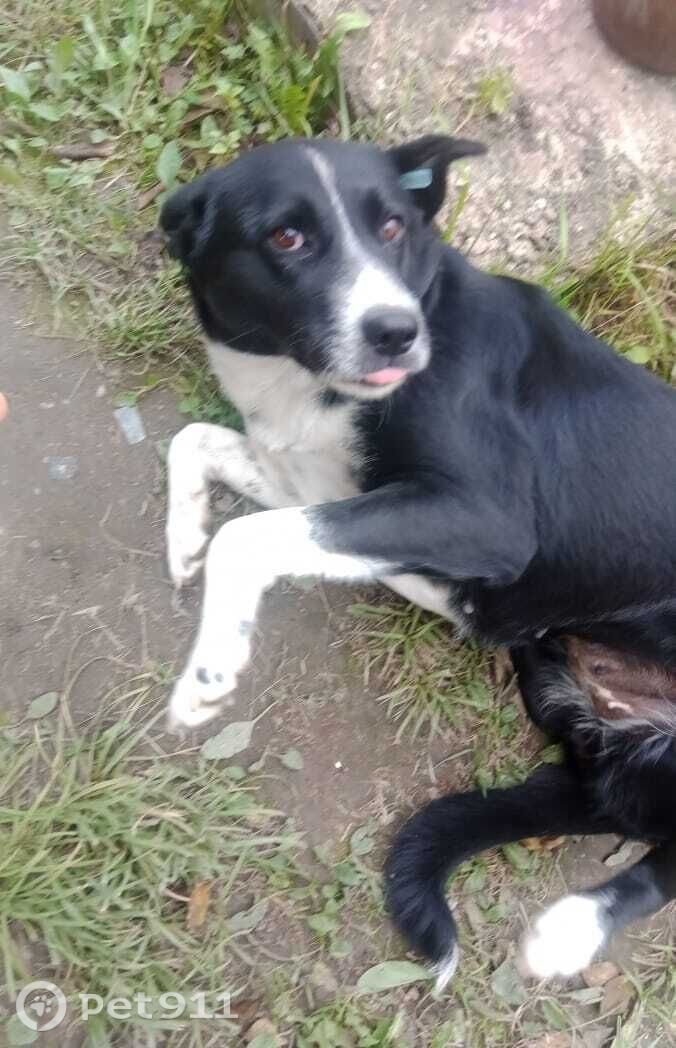 Пропала собака в Владивостоке — фото объявления