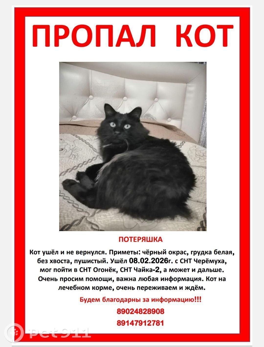 Пропала кошка в Владивостоке — фото объявления
