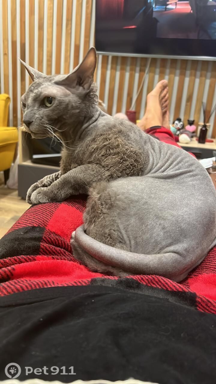 Пропала кошка в Владивостоке — фото объявления