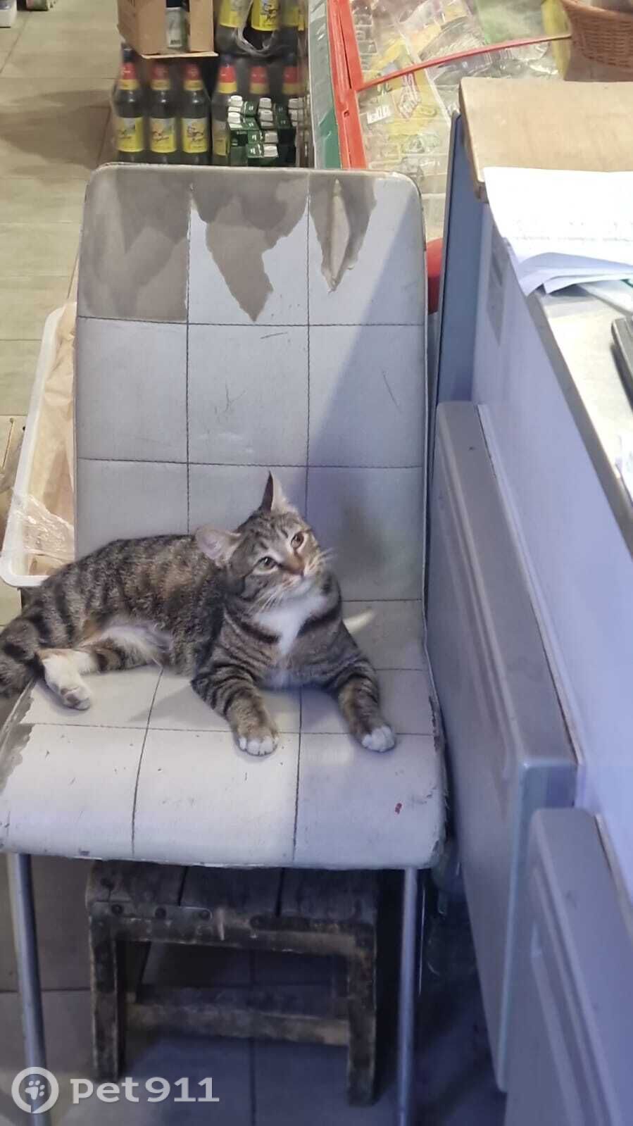 Найдена кошка в Владивостоке — фото объявления