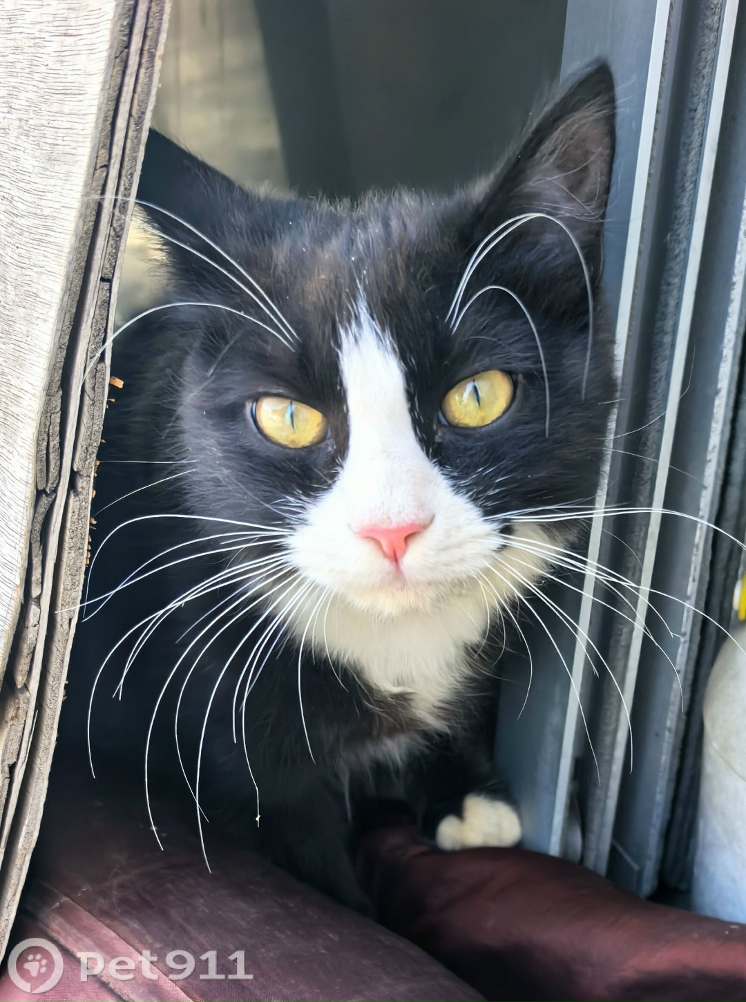 Найдена кошка в Владивостоке — фото объявления