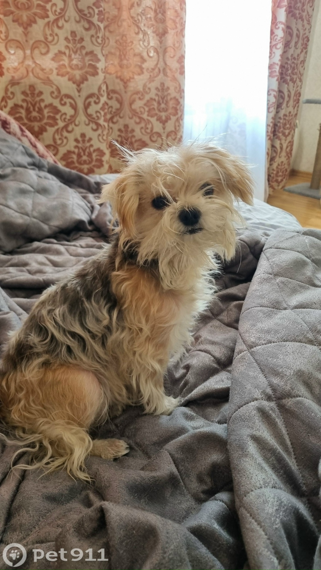 Найдена собака в Владивостоке — фото объявления