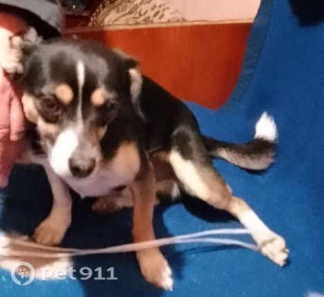 Найдена собака в Владивостоке — фото объявления