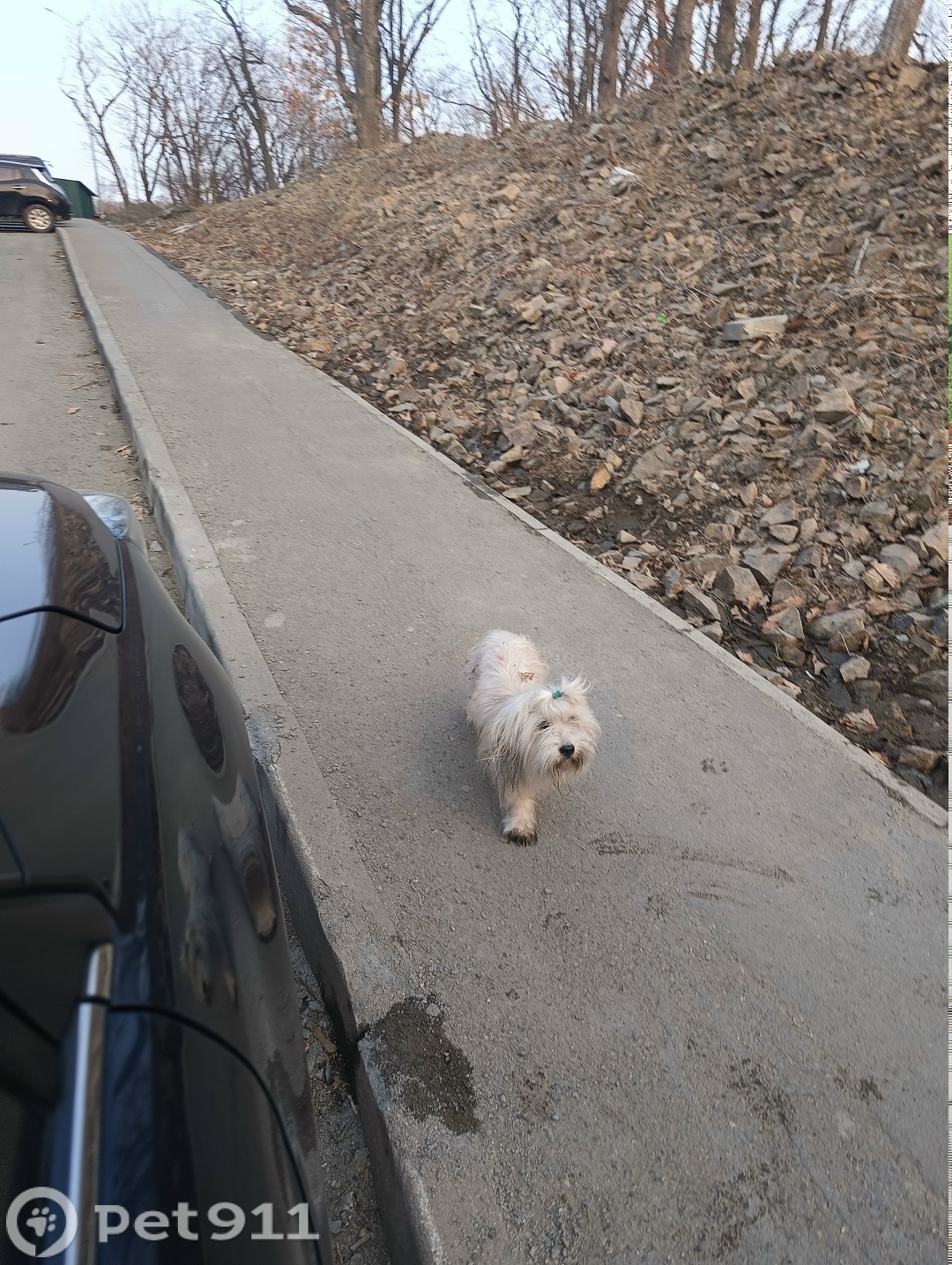 Найдена собака в Владивостоке — фото объявления