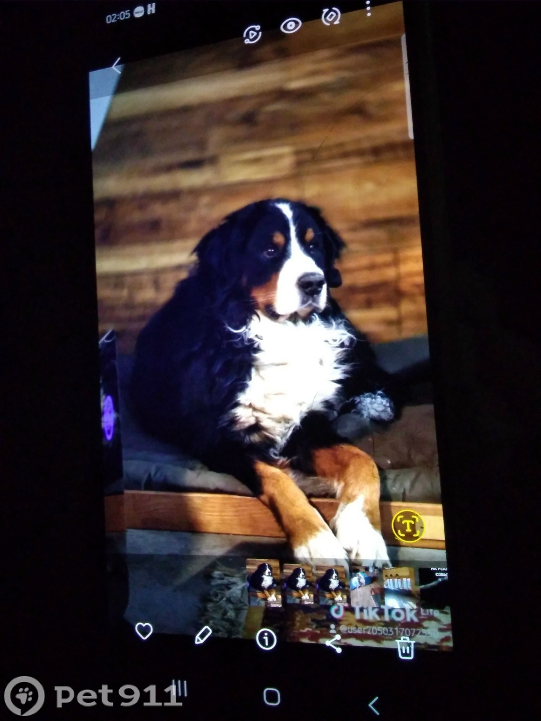 Пропала собака в Владивостоке — фото объявления