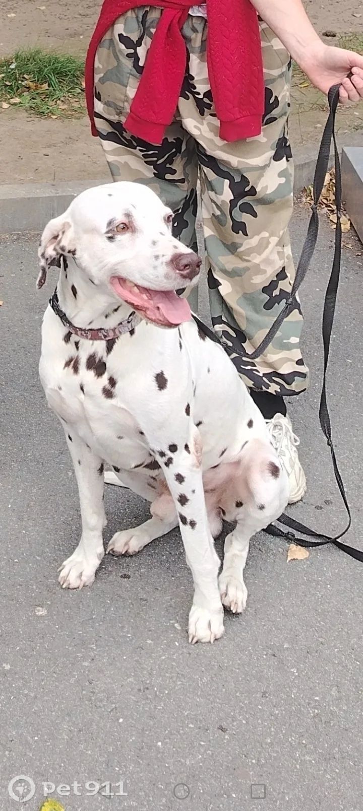 Пропала собака в Владивостоке — фото объявления
