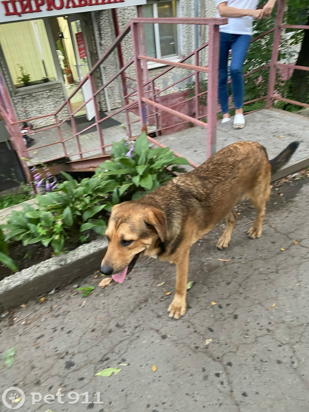 Найдена собака в Владивостоке — фото объявления