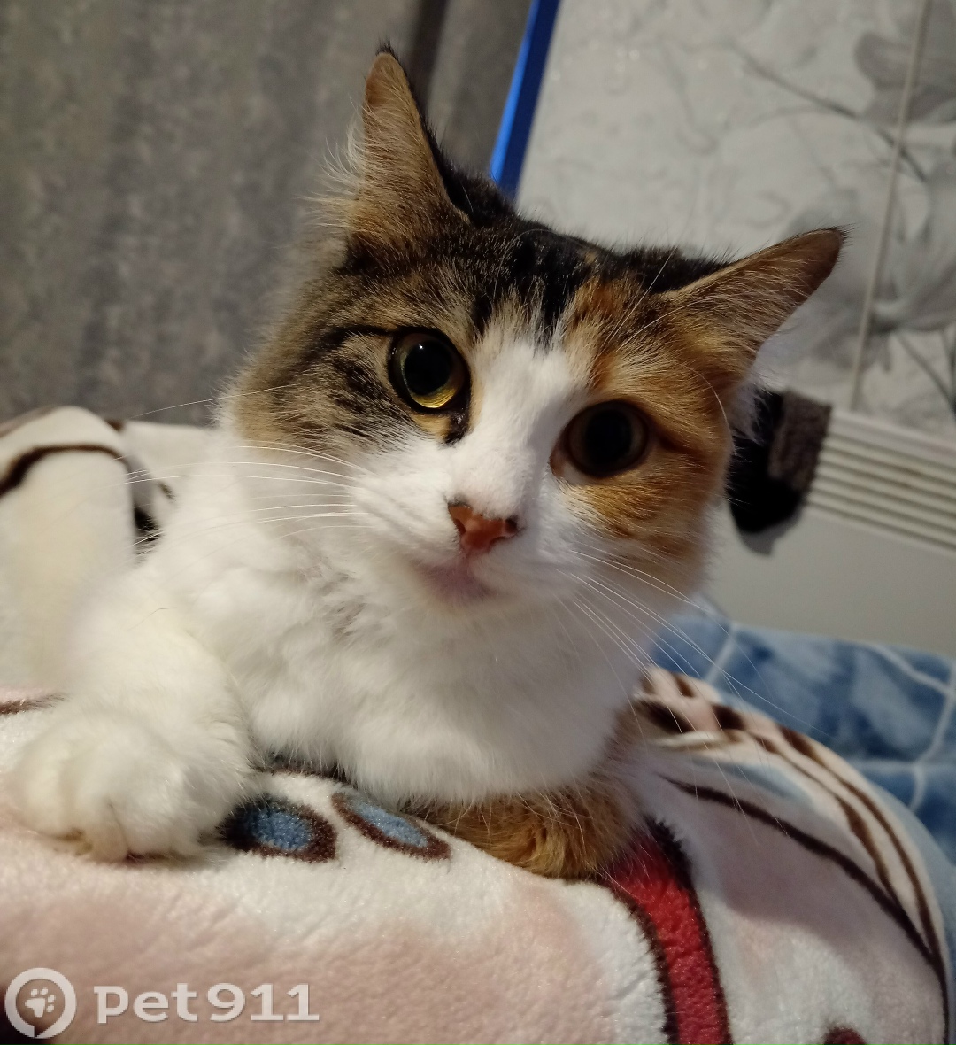 Пропала кошка в Владивостоке — фото объявления