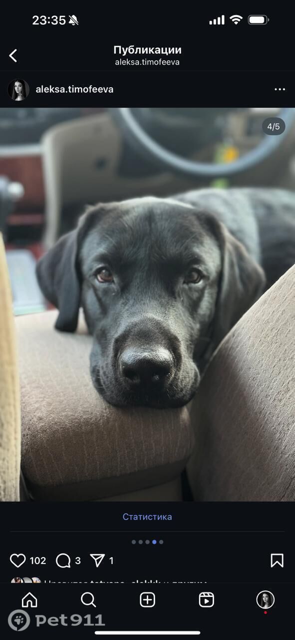 Пропала собака в Владивостоке — фото объявления