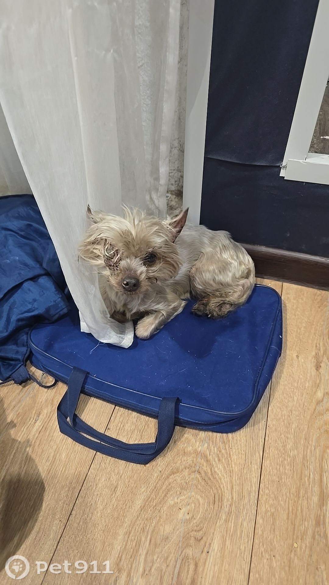 Найдена собака в Владивостоке — фото объявления