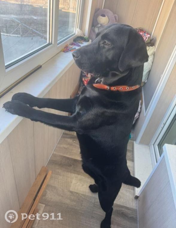 Пропала собака в Владивостоке — фото объявления