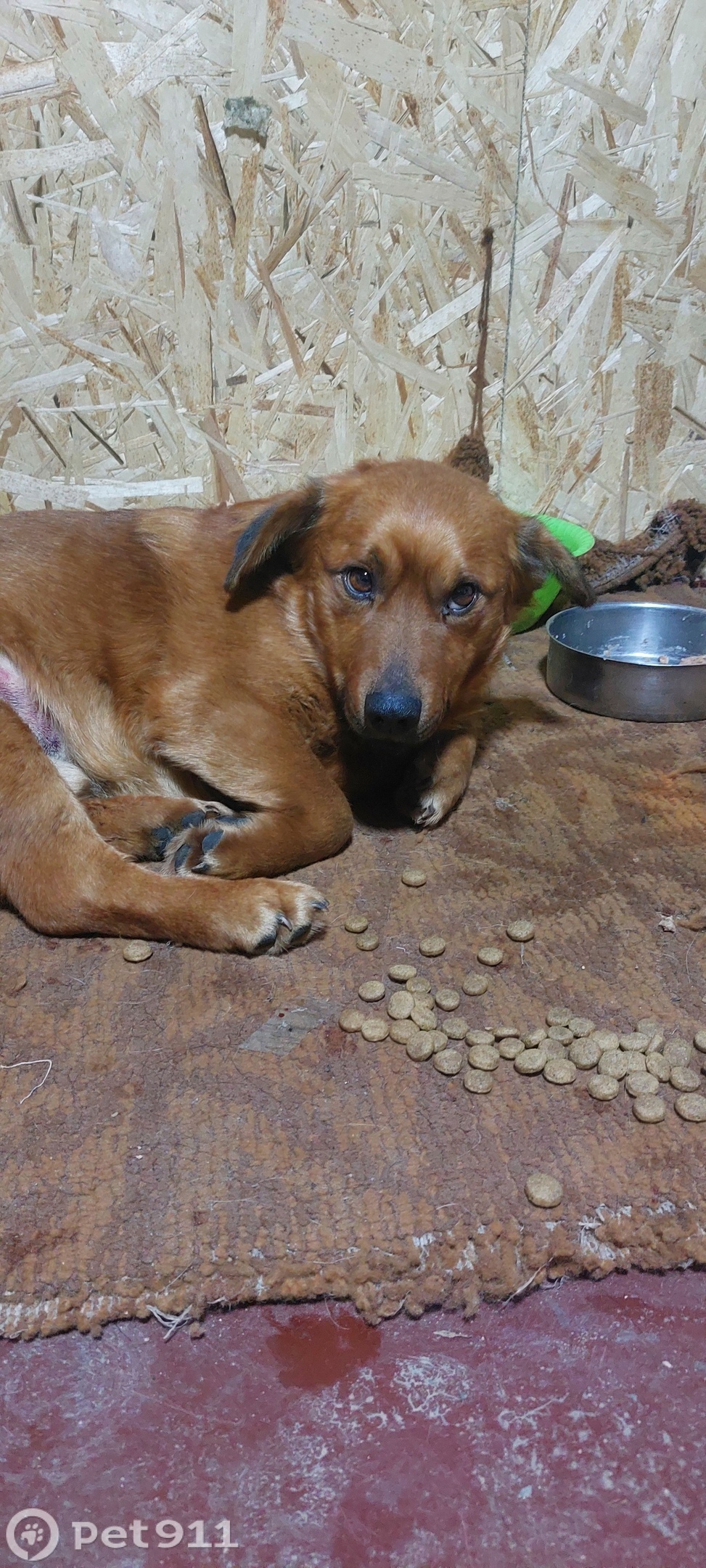 Найдена собака в Владивостоке — фото объявления