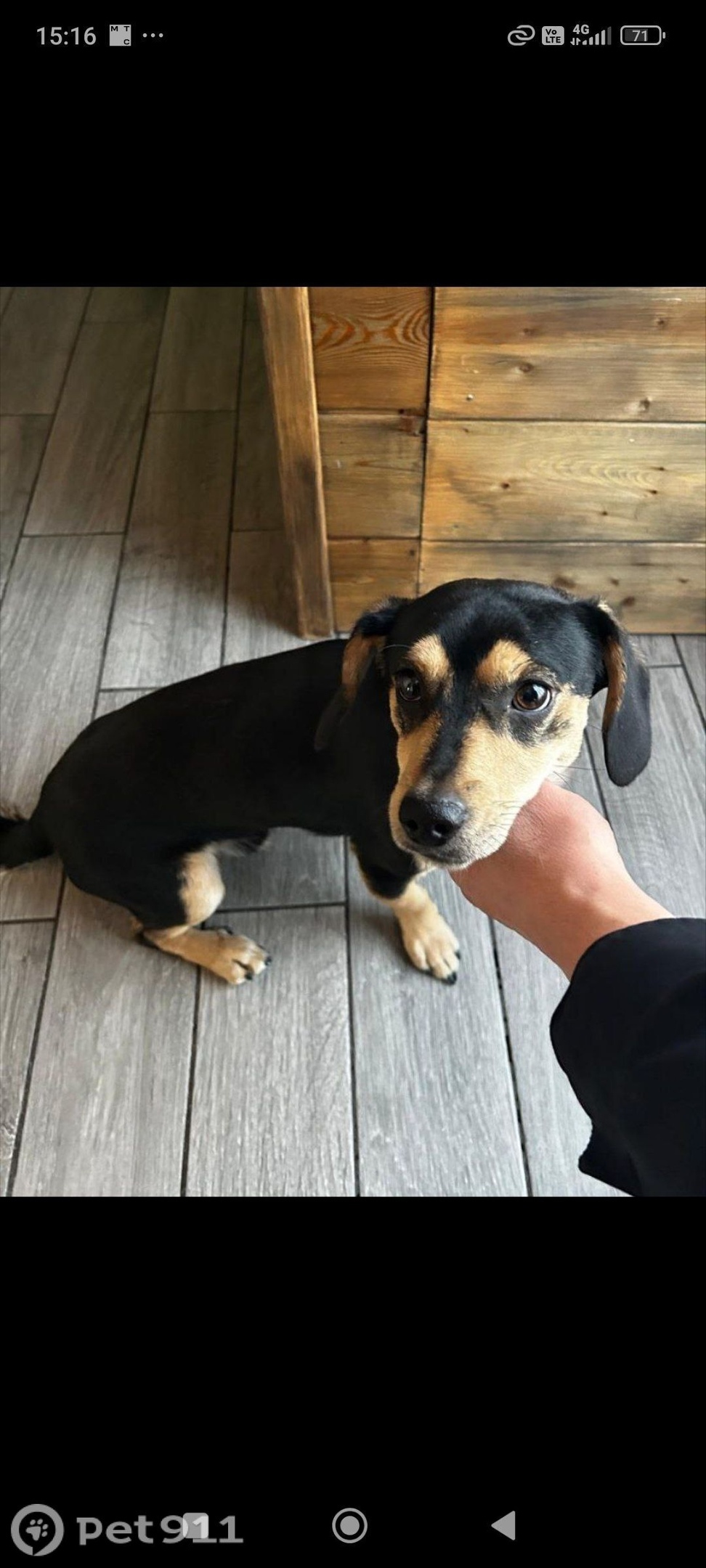 Пропала собака в Владивостоке — фото объявления