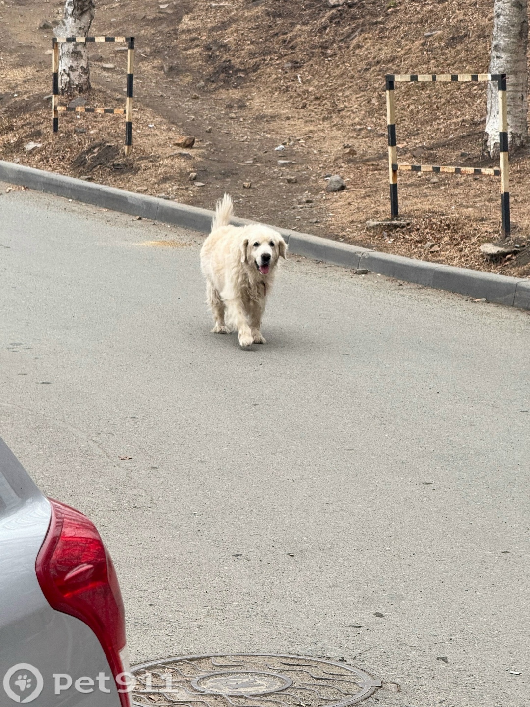 Найдена собака в Владивостоке — фото объявления