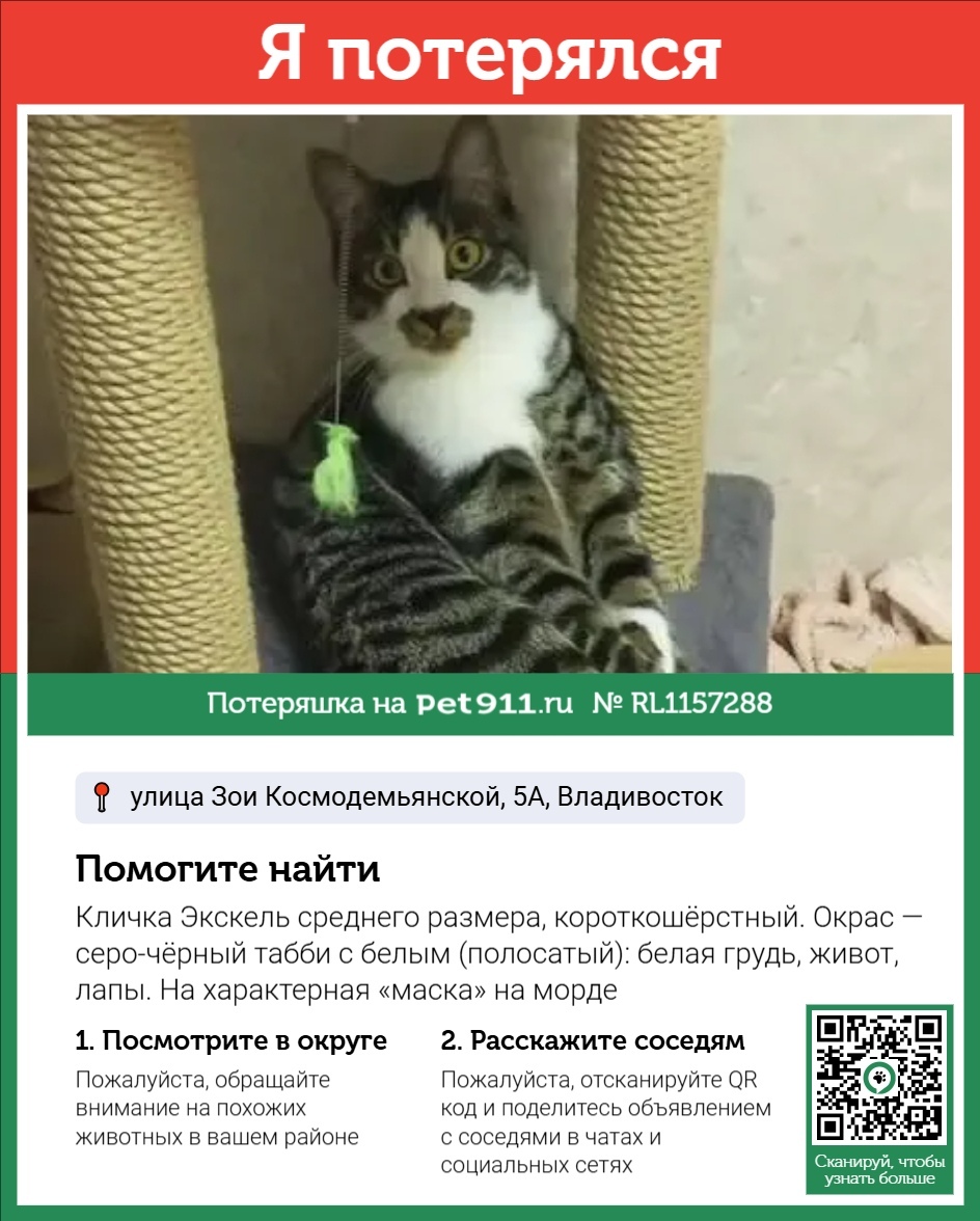 Пропала кошка в Владивостоке — фото объявления