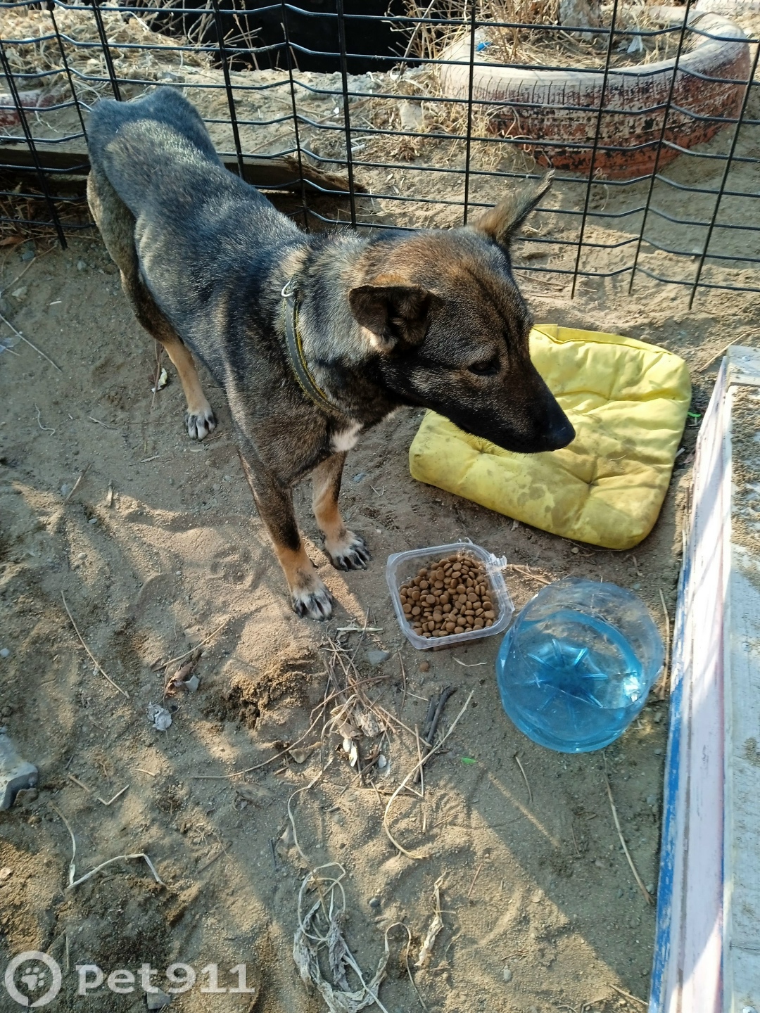 Найдена собака в Владивостоке — фото объявления