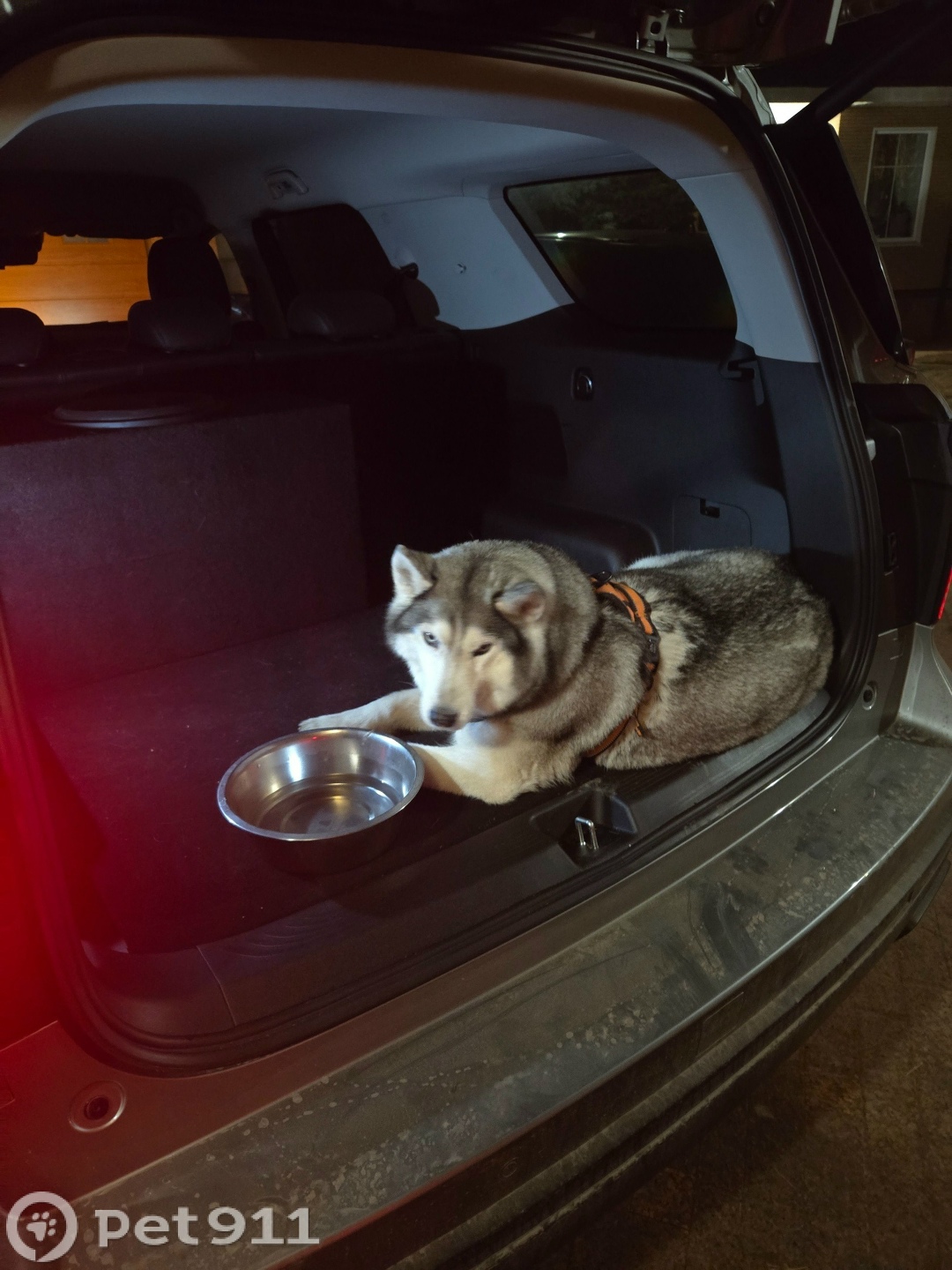 Найдена собака в Владивостоке — фото объявления