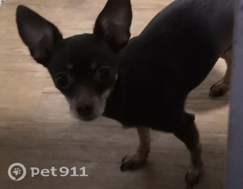 Пропала собака в Владивостоке — фото объявления