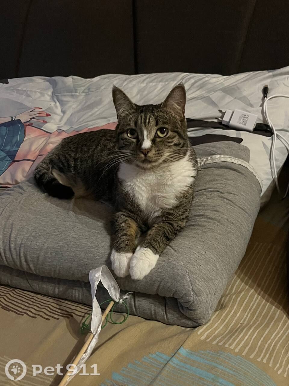 Пропала кошка в Владивостоке — фото объявления