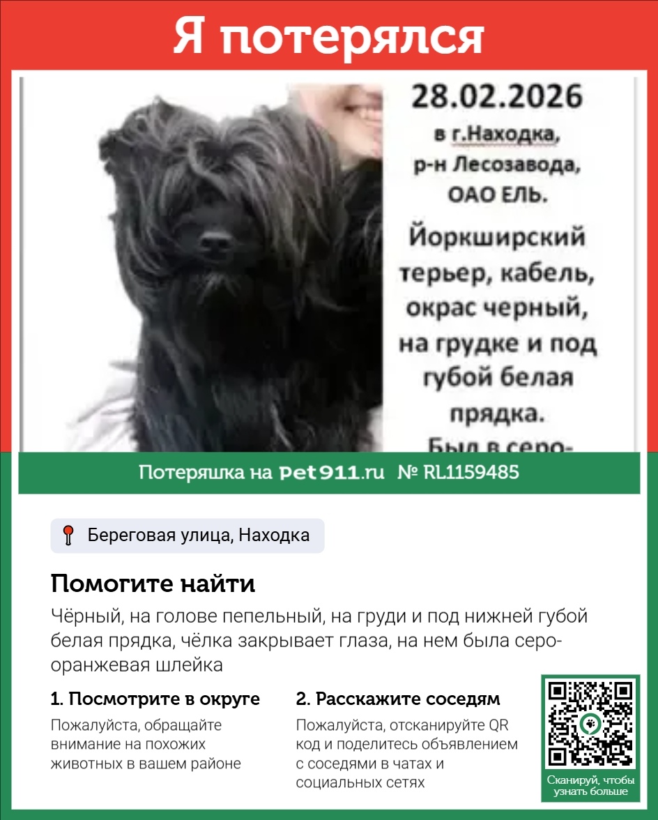 Найдена собака в Владивостоке — фото объявления