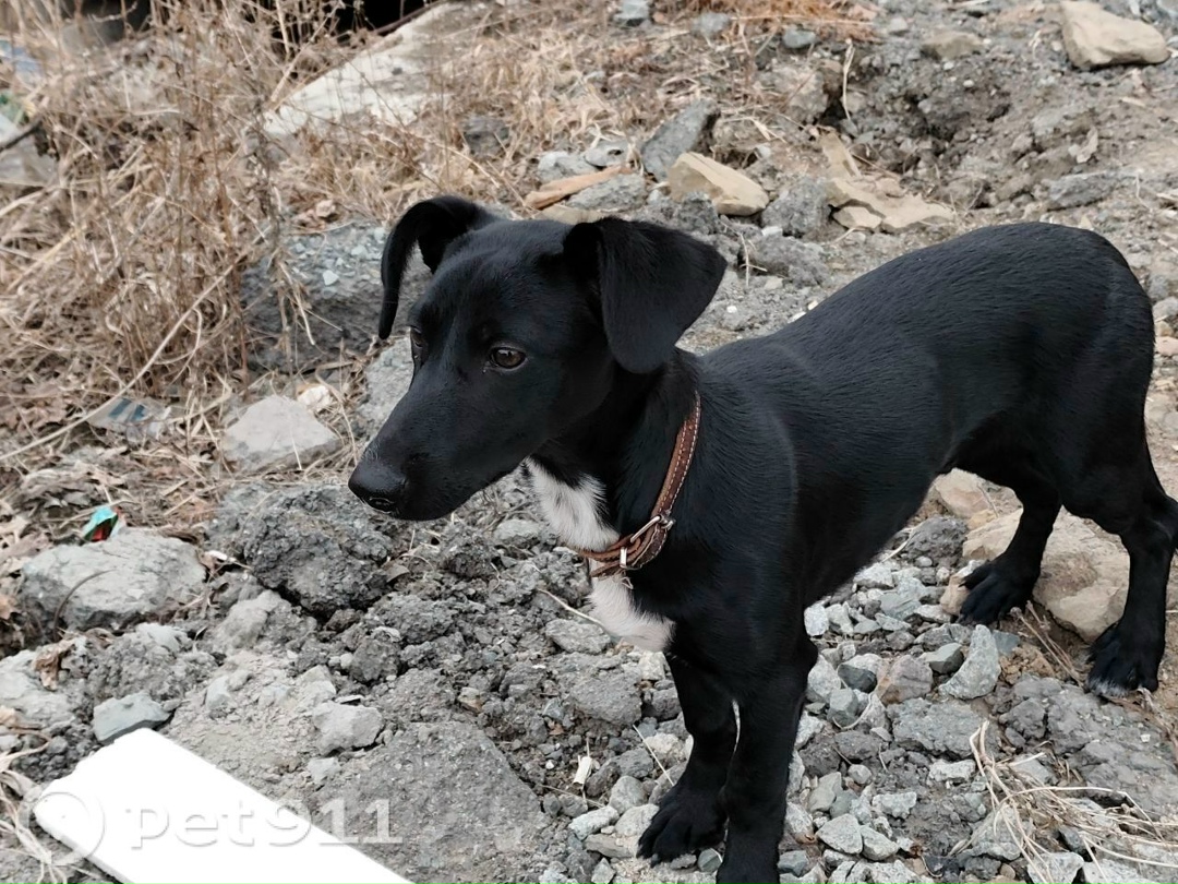 Найдена собака в Владивостоке — фото объявления