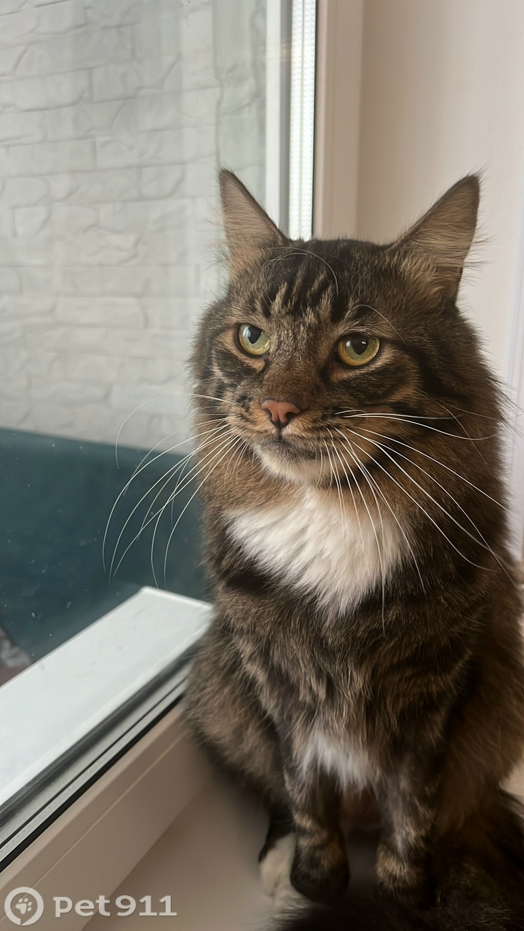 Пропала кошка в Владивостоке — фото объявления